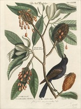 Amadina fimbriata, Print, Amadina is a genus of estrildid finches. Established by William John