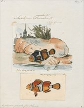 Amphiprion percula, Print, The orange clownfish (Amphiprion percula) also known as percula