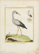 Anastomus oscitans, Print, The Asian openbill or Asian openbill stork (Anastomus oscitans) is a