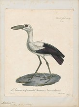 Anastomus oscitans, Print, The Asian openbill or Asian openbill stork (Anastomus oscitans) is a