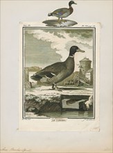 Anas boschas, Print, The mallard (Anas platyrhynchos) is a dabbling duck that breeds throughout the