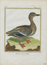Anas boschas, Print, The mallard (Anas platyrhynchos) is a dabbling duck that breeds throughout the