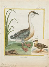 Anser cygnoides, Print, The swan goose (Anser cygnoides) is a large goose with a natural breeding