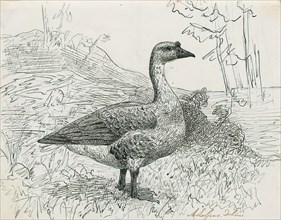 Anser cygnoides, Print, The swan goose (Anser cygnoides) is a large goose with a natural breeding