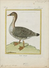 Anser segetum, Print, 1700-1880
University of Amsterdam
