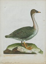 Anser segetum, Print, 1790-1796
University of Amsterdam