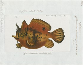 Antennarius biocellatus, Print, Toadfish, 1700-1880
University of Amsterdam