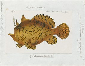 Antennarius hispidus, Print, The shaggy frogfish (Antennarius hispidus), is a marine fish in the