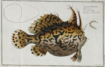 Antennarius histrio, Print, Antennarius is a genus of 11 species of fish in the family
