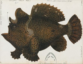 Antennarius moluccensis, Print, Antennarius is a genus of 11 species of fish in the family