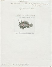 Antennarius multiocellatus, Print, The longlure frogfish (Antennarius multiocellatus) is a species
