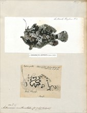 Antennarius multiocellatus, Print, The longlure frogfish (Antennarius multiocellatus) is a species