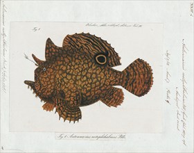 Antennarius notophthalmus, Print, Antennarius is a genus of 11 species of fish in the family