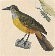 Anthochaera chrysotis, Print, Anthochaera is a genus of birds in the honeyeater family. The species
