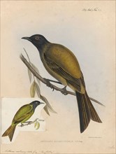 Anthornis melanocephala, Print, The Chatham bellbird (Anthornis melanocephala) is an extinct