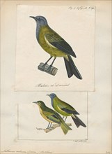 Anthornis melanura, Print, The New Zealand bellbird (Anthornis melanura), also known by its Maori