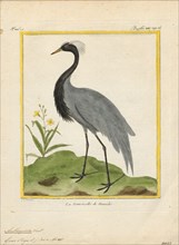 Anthropoides virgo, Print, The demoiselle crane (Grus virgo) is a species of crane found in central