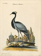 Anthropoides virgo, Print, The demoiselle crane (Grus virgo) is a species of crane found in central
