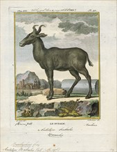 Antilope bubalis, Print, Blackbuck, The blackbuck (Antilope cervicapra), also known as the Indian