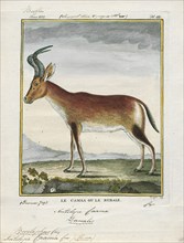 Antilope caama, Print, Blackbuck, The blackbuck (Antilope cervicapra), also known as the Indian