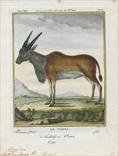 Antilope canna, Print, Blackbuck, The blackbuck (Antilope cervicapra), also known as the Indian