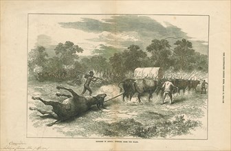 Antilope canna, Print, Blackbuck, The blackbuck (Antilope cervicapra), also known as the Indian