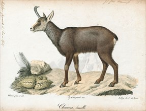 Antilope capreola, Print, Blackbuck, The blackbuck (Antilope cervicapra), also known as the Indian