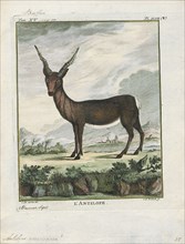 Antilope cervicapra, Print, The blackbuck (Antilope cervicapra), also known as the Indian antelope,