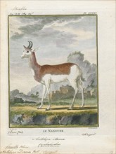 Antilope dama, Print, Blackbuck, The blackbuck (Antilope cervicapra), also known as the Indian
