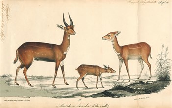 Antilope decula, Print, Blackbuck, The blackbuck (Antilope cervicapra), also known as the Indian