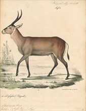 Antilope defassa, Print, Blackbuck, The blackbuck (Antilope cervicapra), also known as the Indian