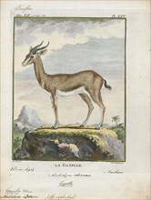 Antilope dorcas, Print, Blackbuck, The blackbuck (Antilope cervicapra), also known as the Indian