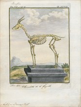 Antilope dorcas, Print, Blackbuck, The blackbuck (Antilope cervicapra), also known as the Indian
