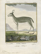 Antilope eleotragus, Print, Blackbuck, The blackbuck (Antilope cervicapra), also known as the