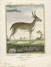 Antilope eleotragus, Print, Blackbuck, The blackbuck (Antilope cervicapra), also known as the