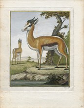 Antilope euchore, Print, Blackbuck, The blackbuck (Antilope cervicapra), also known as the Indian