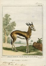 Antilope euchore, Print, Blackbuck, The blackbuck (Antilope cervicapra), also known as the Indian