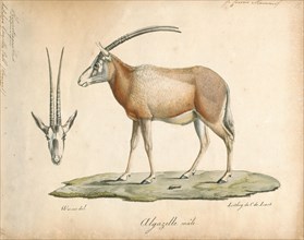 Antilope gazella, Print, Blackbuck, The blackbuck (Antilope cervicapra), also known as the Indian