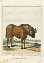 Antilope gnu, Print, The black wildebeest or white-tailed gnu (Connochaetes gnou) is one of the two