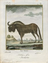 Antilope gnu, Print, The black wildebeest or white-tailed gnu (Connochaetes gnou) is one of the two