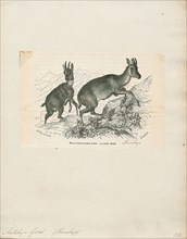Antilope goral, Print, Blackbuck, The blackbuck (Antilope cervicapra), also known as the Indian