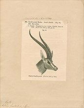 Antilope grantii, Print, Blackbuck, The blackbuck (Antilope cervicapra), also known as the Indian