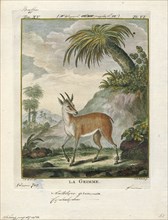 Antilope grimmia, Print, Blackbuck, The blackbuck (Antilope cervicapra), also known as the Indian