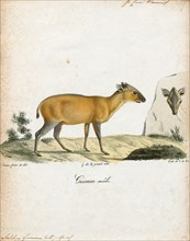Antilope grimmia, Print, Blackbuck, The blackbuck (Antilope cervicapra), also known as the Indian