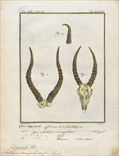 Antilope koba, Print, Blackbuck, The blackbuck (Antilope cervicapra), also known as the Indian
