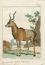 Antilope kudu, Print, Blackbuck, The blackbuck (Antilope cervicapra), also known as the Indian