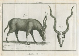 Antilope kudu, Print, Blackbuck, The blackbuck (Antilope cervicapra), also known as the Indian