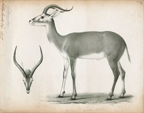 Antilope leucotis, Print, Blackbuck, The blackbuck (Antilope cervicapra), also known as the Indian