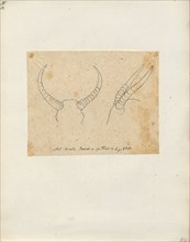 Antilope lunata, Print, Blackbuck, The blackbuck (Antilope cervicapra), also known as the Indian