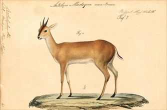 Antilope madoqua, Print, Blackbuck, The blackbuck (Antilope cervicapra), also known as the Indian